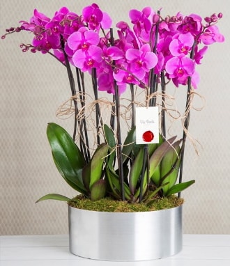 11 dall mor orkide metal vazoda  Kocaeli Kandra iek siparii vermek 