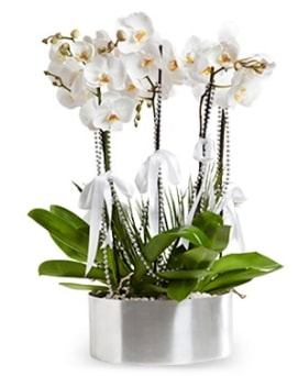 Be dall metal saksda beyaz orkide  Kocaeli Karamrsel online iek gnderme sipari 