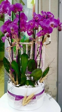 Seramik vazoda 4 dall mor lila orkide  zmit Yzbalar online ieki , iek siparii 