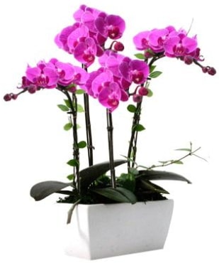Seramik vazo ierisinde 4 dall mor orkide  zmit Kurueme uluslararas iek gnderme 