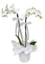 2 dall beyaz orkide  Kocaeli Gebze iieki maazas 