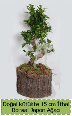 Doal ktkte thal bonsai japon aac  zmit Kefken cicek , cicekci 