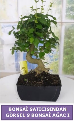S dal erilii bonsai japon aac  zmit Kurueme uluslararas iek gnderme 