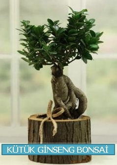 Ktk aa ierisinde ginseng bonsai  Kocaeli Kandra iek siparii vermek 