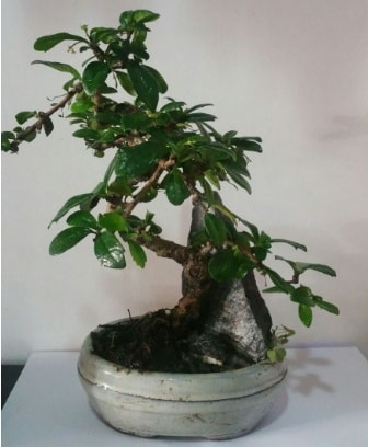 S eklinde ithal bonsai aac  Kocaeli Karamrsel online iek gnderme sipari 