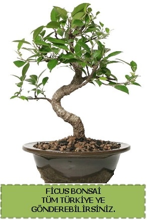 Ficus bonsai  Kocaeli Kandra iek siparii vermek 