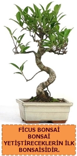 Ficus bonsai 15 ile 25 cm arasndadr  Kocaeli Karamrsel online iek gnderme sipari 