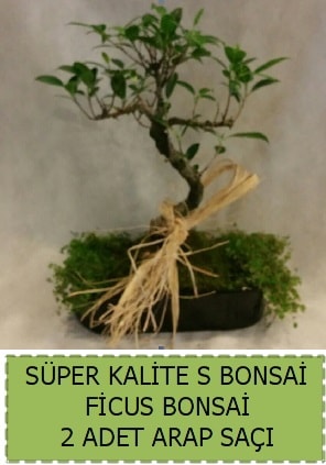 Ficus S Bonsai ve arap sa  zmit Kullar cicekciler , cicek siparisi 