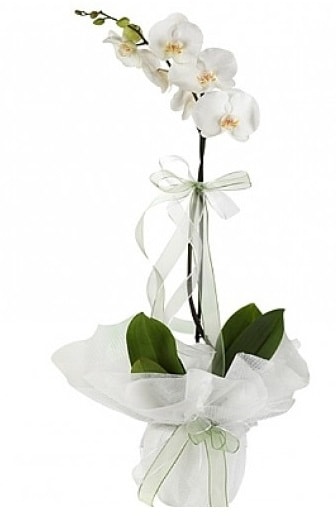 Tekli Beyaz Orkide  Kocaeli Maukiye hediye sevgilime hediye iek 