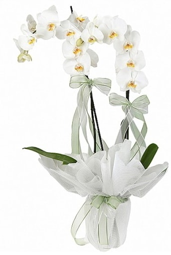 ift Dall Beyaz Orkide  zmit Darca iek gnderme 