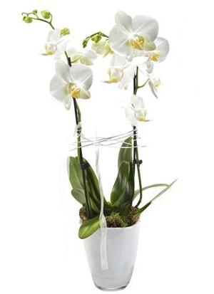 2 dall beyaz seramik beyaz orkide sakss  Kocaeli Kandra iek siparii vermek 