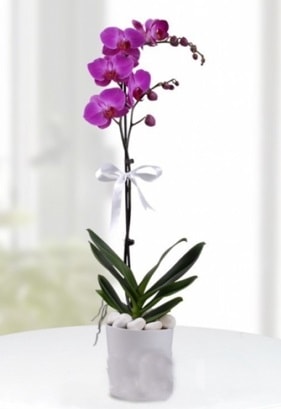 Tek dall saksda mor orkide iei  zmit Suadiye kaliteli taze ve ucuz iekler 