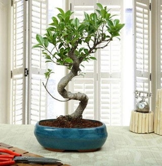 Amazing Bonsai Ficus S thal  zmit Yuvack gvenli kaliteli hzl iek 