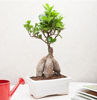 Exotic Ficus Bonsai ginseng  zmit Dilovas iek , ieki , iekilik 