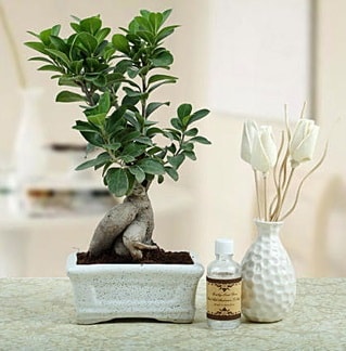 Ginseng ficus bonsai  zmit Suadiye kaliteli taze ve ucuz iekler 