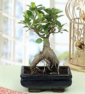 Appealing Ficus Ginseng Bonsai  zmit Darca iek gnderme 