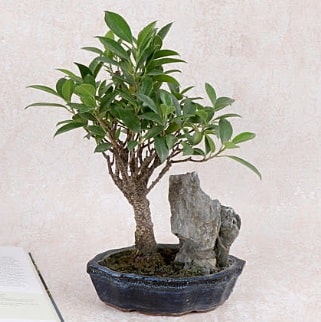 Japon aac Evergreen Ficus Bonsai  Kocaeli Kandra iek siparii vermek 