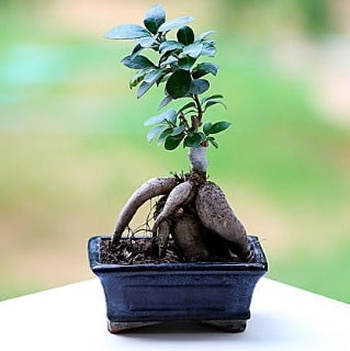 Marvellous Ficus Microcarpa ginseng bonsai  zmit ltepe yurtii ve yurtd iek siparii 