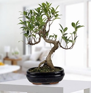 Gorgeous Ficus S shaped japon bonsai  Kocaeli Glck iek siparii sitesi 
