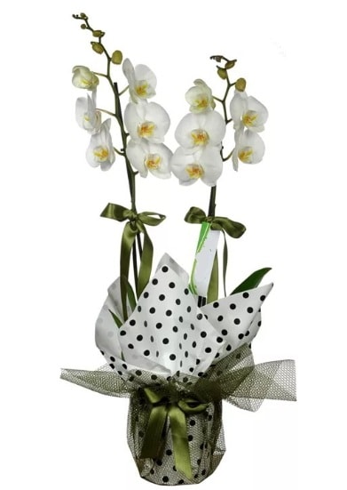 ift Dall Beyaz Orkide  zmit enesuyu iek yolla 