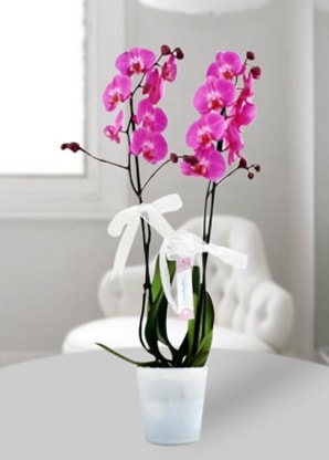 ift dall mor orkide  zmit Suadiye kaliteli taze ve ucuz iekler 