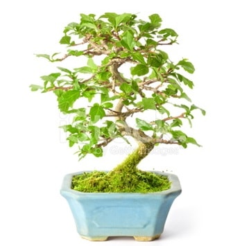 S zerkova bonsai ksa sreliine  Kocaeli Hereke internetten iek siparii 