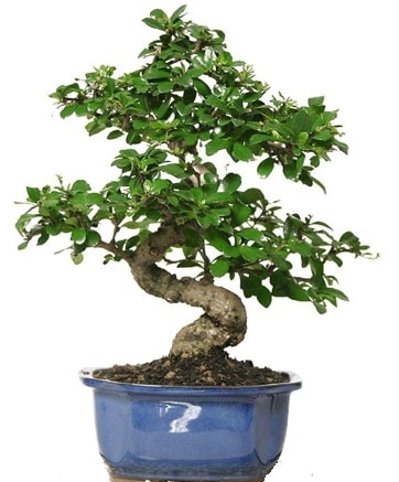 21 ile 25 cm aras zel S bonsai japon aac  zmit Kullar cicekciler , cicek siparisi 