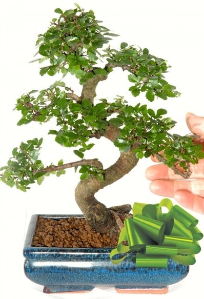 Yaklak 25 cm boyutlarnda S bonsai  zmit Yenikent iek servisi , ieki adresleri 