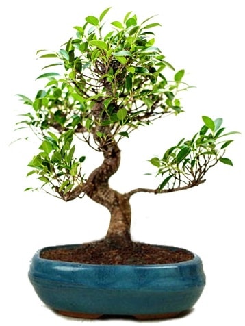 25 cm ile 30 cm aralnda Ficus S bonsai  Kocaeli Kandra iek siparii vermek 