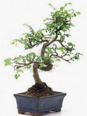 S gvde bonsai minyatr aa japon aac  zmit Kurueme uluslararas iek gnderme 