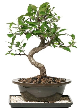 Altn kalite Ficus S bonsai  zmit Kullar cicekciler , cicek siparisi  Sper Kalite