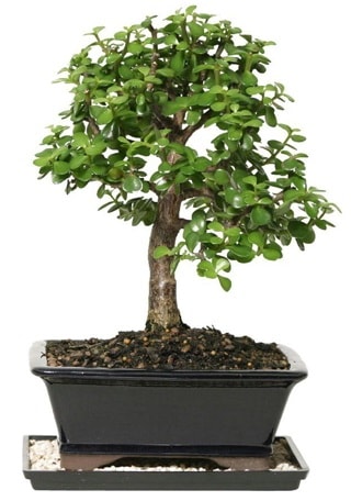 15 cm civar Zerkova bonsai bitkisi  zmit Yenikent iek servisi , ieki adresleri 