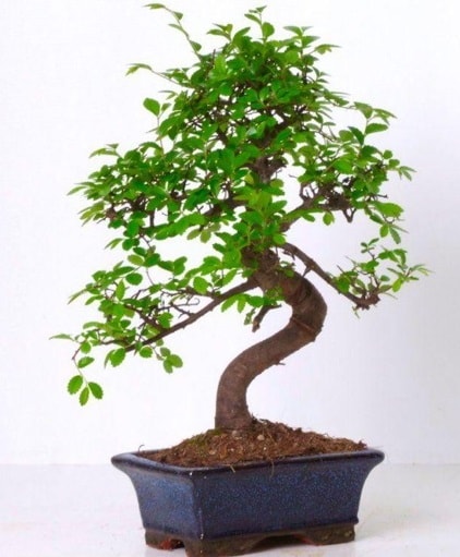 S gvdeli bonsai minyatr aa japon aac  Kocaeli Kandra iek siparii vermek 