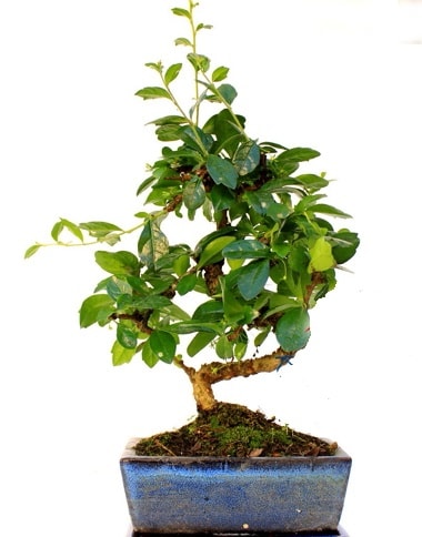 S gvdeli carmina bonsai aac  Kocaeli Karamrsel online iek gnderme sipari  Minyatr aa