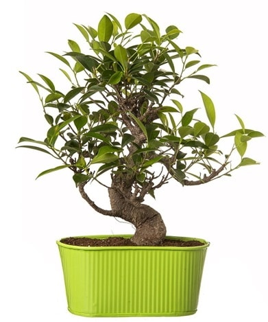 Ficus S gvdeli muhteem bonsai  zmit Yenikent iek servisi , ieki adresleri 