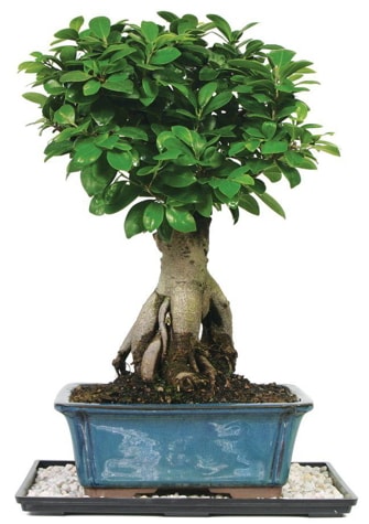 Bonsai Ginsing Grafted Ficus Bonsai  Kocaeli Karamrsel online iek gnderme sipari 