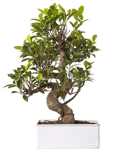 Exotic Green S Gvde 6 Year Ficus Bonsai  Kocaeli Kandra iek siparii vermek 