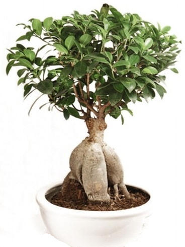 Ginseng bonsai japon aac ficus ginseng  Kocaeli Hereke internetten iek siparii 